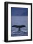 Sperm Whale Fluke-DLILLC-Framed Photographic Print