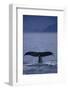 Sperm Whale Fluke-DLILLC-Framed Photographic Print