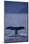 Sperm Whale Fluke-DLILLC-Mounted Photographic Print
