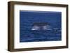 Sperm Whale Fluke-DLILLC-Framed Photographic Print