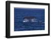 Sperm Whale Fluke-DLILLC-Framed Photographic Print