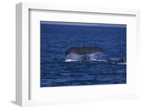 Sperm Whale Fluke-DLILLC-Framed Photographic Print