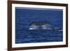 Sperm Whale Fluke-DLILLC-Framed Photographic Print