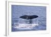 Sperm Whale Fluke-DLILLC-Framed Photographic Print