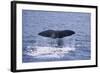 Sperm Whale Fluke-DLILLC-Framed Photographic Print