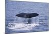 Sperm Whale Fluke-DLILLC-Mounted Photographic Print