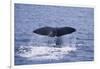 Sperm Whale Fluke-DLILLC-Framed Photographic Print