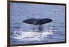 Sperm Whale Fluke-DLILLC-Framed Photographic Print