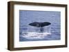 Sperm Whale Fluke-DLILLC-Framed Photographic Print