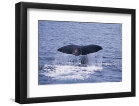 Sperm Whale Fluke-DLILLC-Framed Photographic Print