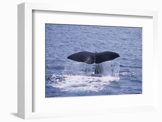 Sperm Whale Fluke-DLILLC-Framed Photographic Print