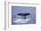 Sperm Whale Fluke-DLILLC-Framed Photographic Print