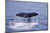 Sperm Whale Fluke-DLILLC-Mounted Photographic Print