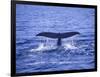 Sperm Whale Fluke-DLILLC-Framed Photographic Print