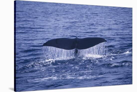 Sperm Whale Fluke-DLILLC-Stretched Canvas