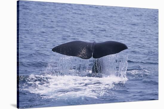 Sperm Whale Fluke-DLILLC-Stretched Canvas
