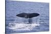 Sperm Whale Fluke-DLILLC-Stretched Canvas