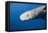 Sperm Whale Head (Physeter Catodon), Caribbean, Dominica-Reinhard Dirscherl-Framed Stretched Canvas