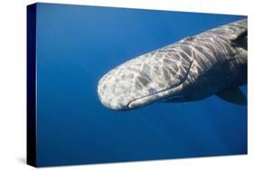 Sperm Whale Head (Physeter Catodon), Caribbean, Dominica-Reinhard Dirscherl-Stretched Canvas