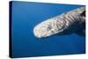 Sperm Whale Head (Physeter Catodon), Caribbean, Dominica-Reinhard Dirscherl-Stretched Canvas