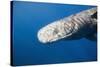 Sperm Whale Head (Physeter Catodon), Caribbean, Dominica-Reinhard Dirscherl-Stretched Canvas