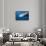 Sperm Whale Head (Physeter Catodon), Caribbean, Dominica-Reinhard Dirscherl-Framed Stretched Canvas displayed on a wall