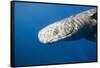 Sperm Whale Head (Physeter Catodon), Caribbean, Dominica-Reinhard Dirscherl-Framed Stretched Canvas