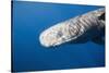 Sperm Whale Head (Physeter Catodon), Caribbean, Dominica-Reinhard Dirscherl-Stretched Canvas