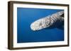 Sperm Whale Head (Physeter Catodon), Caribbean, Dominica-Reinhard Dirscherl-Framed Photographic Print