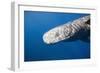 Sperm Whale Head (Physeter Catodon), Caribbean, Dominica-Reinhard Dirscherl-Framed Photographic Print