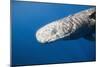 Sperm Whale Head (Physeter Catodon), Caribbean, Dominica-Reinhard Dirscherl-Mounted Photographic Print