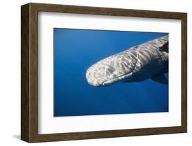 Sperm Whale Head (Physeter Catodon), Caribbean, Dominica-Reinhard Dirscherl-Framed Photographic Print