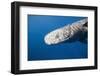 Sperm Whale Head (Physeter Catodon), Caribbean, Dominica-Reinhard Dirscherl-Framed Photographic Print