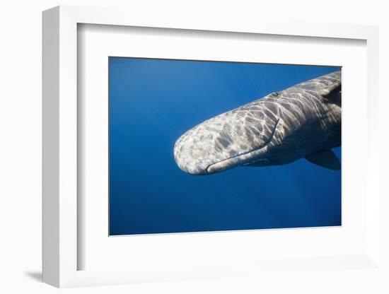 Sperm Whale Head (Physeter Catodon), Caribbean, Dominica-Reinhard Dirscherl-Framed Photographic Print