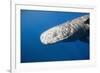 Sperm Whale Head (Physeter Catodon), Caribbean, Dominica-Reinhard Dirscherl-Framed Photographic Print