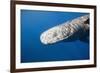 Sperm Whale Head (Physeter Catodon), Caribbean, Dominica-Reinhard Dirscherl-Framed Photographic Print