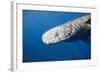 Sperm Whale Head (Physeter Catodon), Caribbean, Dominica-Reinhard Dirscherl-Framed Photographic Print