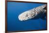 Sperm Whale Head (Physeter Catodon), Caribbean, Dominica-Reinhard Dirscherl-Framed Photographic Print