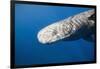 Sperm Whale Head (Physeter Catodon), Caribbean, Dominica-Reinhard Dirscherl-Framed Photographic Print