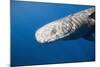 Sperm Whale Head (Physeter Catodon), Caribbean, Dominica-Reinhard Dirscherl-Mounted Photographic Print
