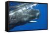 Sperm Whale Head-Reinhard Dirscherl-Framed Stretched Canvas