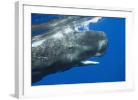 Sperm Whale Head-Reinhard Dirscherl-Framed Photographic Print