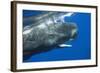 Sperm Whale Head-Reinhard Dirscherl-Framed Photographic Print
