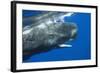 Sperm Whale Head-Reinhard Dirscherl-Framed Photographic Print