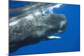 Sperm Whale Head-Reinhard Dirscherl-Mounted Photographic Print