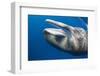 Sperm Whale Head-Reinhard Dirscherl-Framed Photographic Print