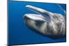 Sperm Whale Head-Reinhard Dirscherl-Mounted Photographic Print