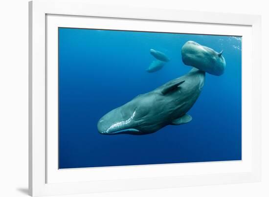 Sperm whale mother and calf,  Dominica, Caribbean Sea-Franco Banfi-Framed Photographic Print