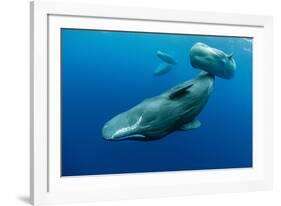 Sperm whale mother and calf,  Dominica, Caribbean Sea-Franco Banfi-Framed Photographic Print