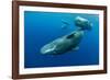 Sperm whale mother and calf,  Dominica, Caribbean Sea-Franco Banfi-Framed Photographic Print